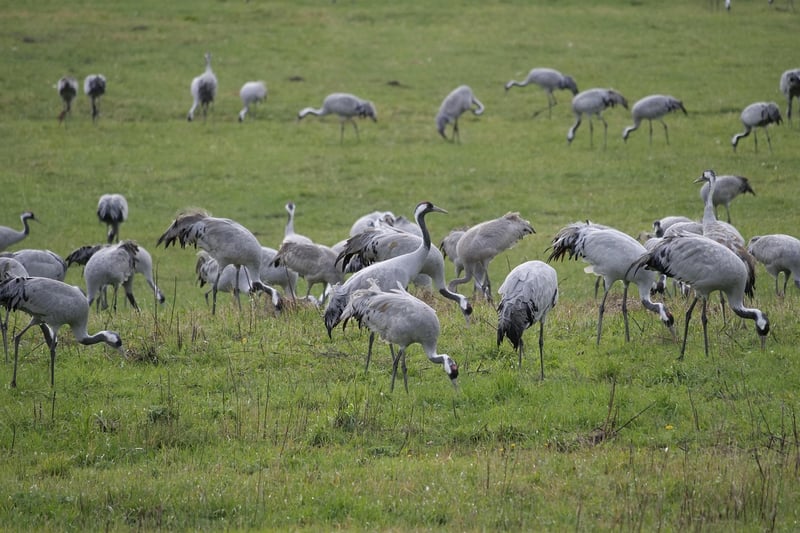 Ethical Wildlife Experiences