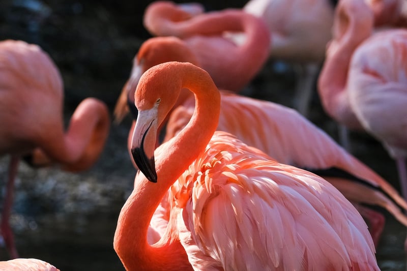 Birdwatching Tour