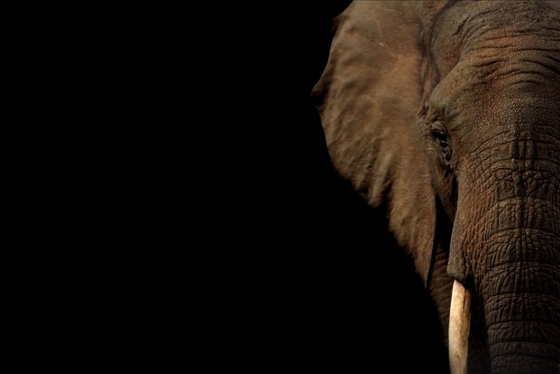 Ethical Wildlife Experiences